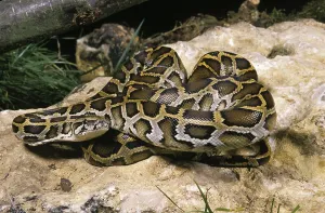 Asian Reptiles Impressions: Indian Python (python molurus)