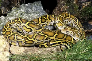 Le python indien (Python molurus)