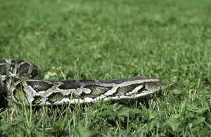 Constrictor Snake Species Impressions: Indian python (python molurus)