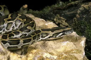 Constrictor Snake Species Impressions: Indian python (python molurus)