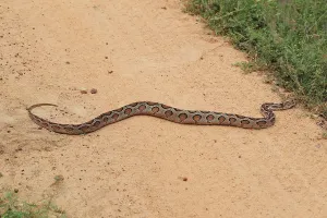 Constrictor Snake Species Impressions: Indian python (Python molurus)