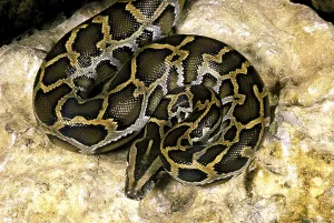 Constrictor Snakes Impressions: Indian python (python molurus)