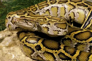 Wild Animal Protection Impressions: Indian python (python molurus), adult