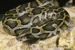 Wild Animal Photography India Impressions: Indian python (python molurus), adult on rock
