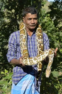 Scaled Reptiles In Nature Impressions: Indian python (Python molurus) Sri Lanka