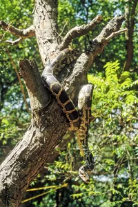 Constrictor Snake Species Impressions: Indian Rock Python (Python molurus) captive