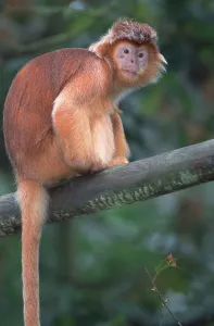 Primate Animal Impressions: Java langur (Trachypithecus auratus auratus)