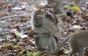 Java Monkey Impressions: Java monkey (Macaca fascicularis)