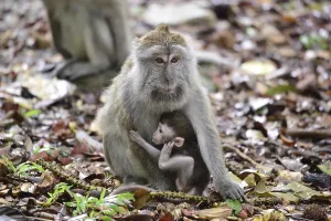Crab Eating Macaque Impressions: Java monkey (Macaca fascicularis)