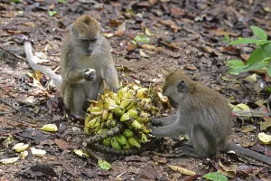 Crab Eating Macaque Impressions: Java monkey (Macaca fascicularis)