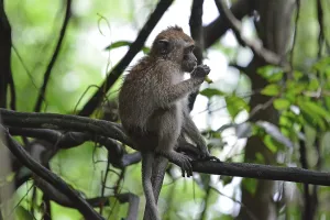 Asian Monkey Species Impressions: Java monkey (Macaca fascicularis)