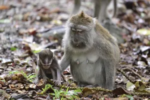 Crab Eating Macaque Impressions: Java monkey (Macaca fascicularis)
