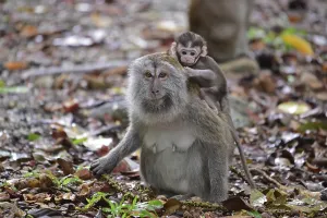 Asian Monkey Species Impressions: Java monkey (Macaca fascicularis)