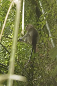 Crab Eating Macaque Impressions: Java monkey (Macaca fascicularis)