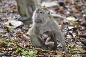 Crab Eating Macaque Impressions: Java monkey (Macaca fascicularis)