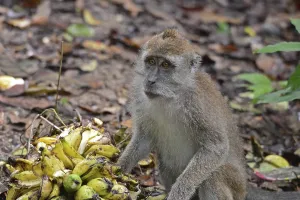 Malaysian Mammals Impressions: Java monkey (Macaca fascicularis)