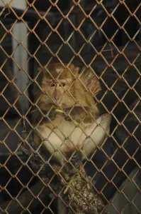 Java Monkey Impressions: Java monkey (Macaca fascicularis)