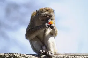 Crab Eating Macaque Impressions: Java monkey (Macaca fascicularis)