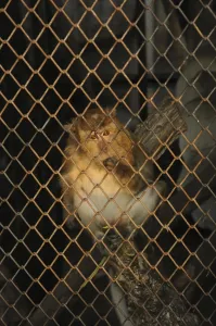 Crab Eating Macaque Impressions: Java monkey (Macaca fascicularis)