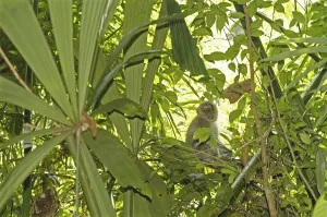 Crab Eating Macaque Impressions: Java monkey (Macaca fascicularis)