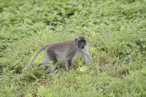 Long Tailed Macaque Pictures Impressions: Java monkey (Macaca fascicularis)