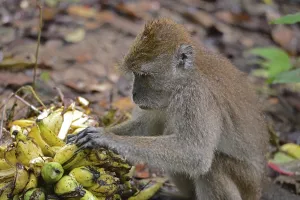 Crab Eating Macaque Impressions: Java monkey (Macaca fascicularis)