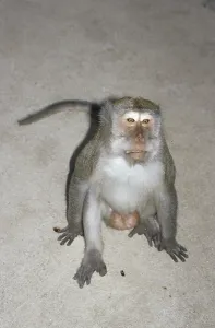 Crab Eating Macaque Impressions: Java monkey (Macaca fascicularis)