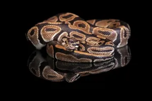 Impression encadrée : Le roi python, (Python regius), adulte. Impression encadrée : Le roi python, (Python regius), adulte.