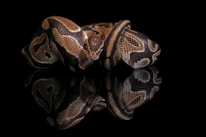 Constrictor Snakes Impressions: King python, (Python regius), adult