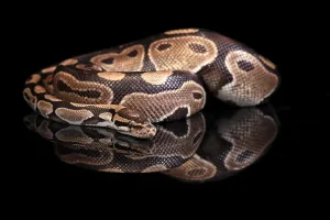 Constrictor Snake Species Impressions: King python, (Python regius), adult