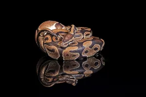 Python Regius Impressions: King python, (Python regius), adult