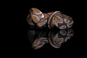 Python Regius Impressions: King python, (Python regius), adult