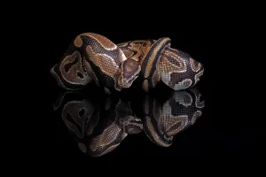 Central African Wildlife Impressions: King python, (Python regius), adult