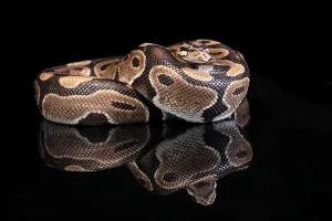 Python Regius Impressions: King python, (Python regius), adult