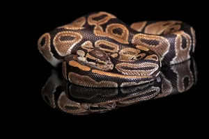 Python Regius Impressions: King python, (Python regius), adult