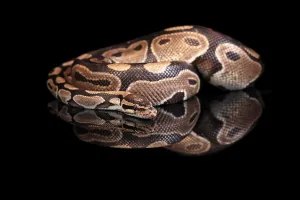 Central African Wildlife Impressions: King python, (Python regius), adult