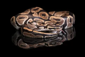 Constrictor Snake Species Impressions: King python, (Python regius), adult