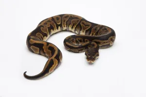 Deserted Studio Impressions: Leopard Ball Python or Royal Python (Python regius)