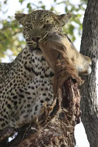 Animal Feed In Natural Environment Impressions: Leopard eats impala in a tree