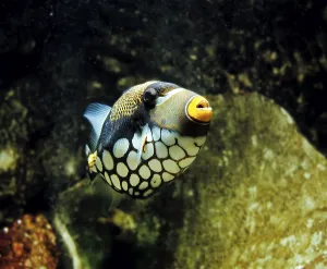 Ray Finned Fishes Impressions: Leopard Triggerfish, Leopard Triggerfish