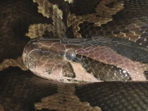 Empty Deserted Landscape Photos Impressions: Light-coloured tiger python (Python molurus molurus)