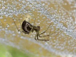 Arthropod Wildlife Pictures Impressions: Linyphia triangularis (Linyphia triangularis)
