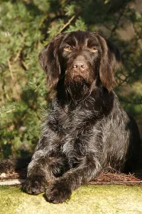 Deserted Landscape Animal Impressions: Lying German Wirehaired Pointer