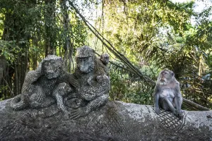 Macaque Monkey Impressions: Macaque (Macaca), monkey, monkey