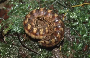 Arthropod Images Impressions: Millipede (Nyssodesmus python), centipede