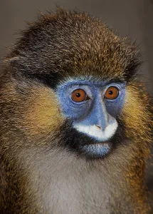 African Animal Portrait Impressions: MOUSTACHED MONKEY (cercopithecus cephus) OR MUSTACHED MONKEY