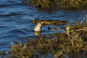 Constrictor Snake Species Impressions: Natal Rock Python (Python natalensis)
