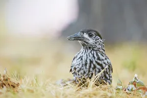 Foraging Bird Species Impressions: Nutcracker