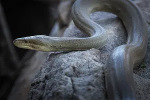 Constrictor Snake Species Impressions: Olive python (Liasis olivaceus)