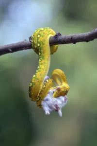 Impression encadrée : Le python attrape une proie dans un arbre.